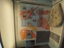 Museo Civico Milano (14)